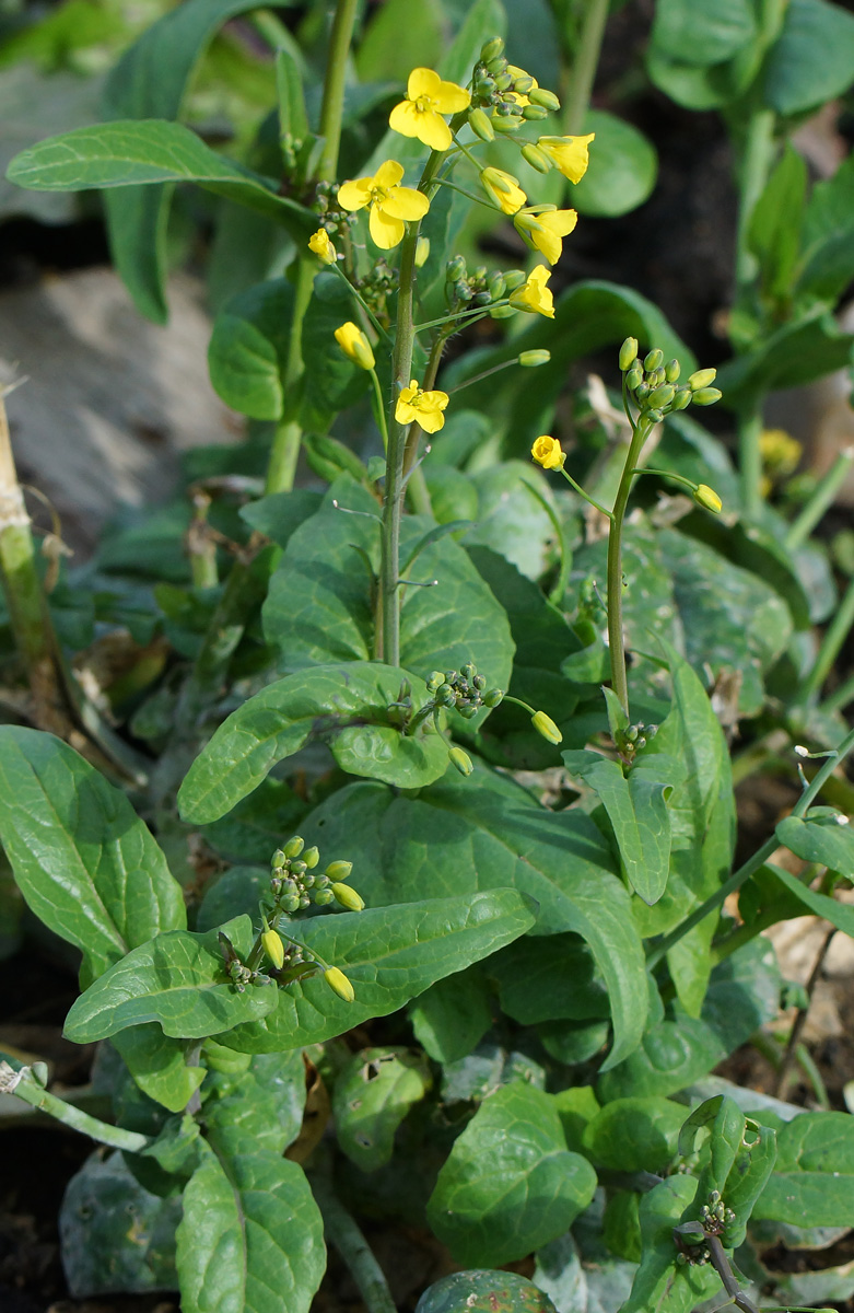 Изображение особи Brassica campestris.