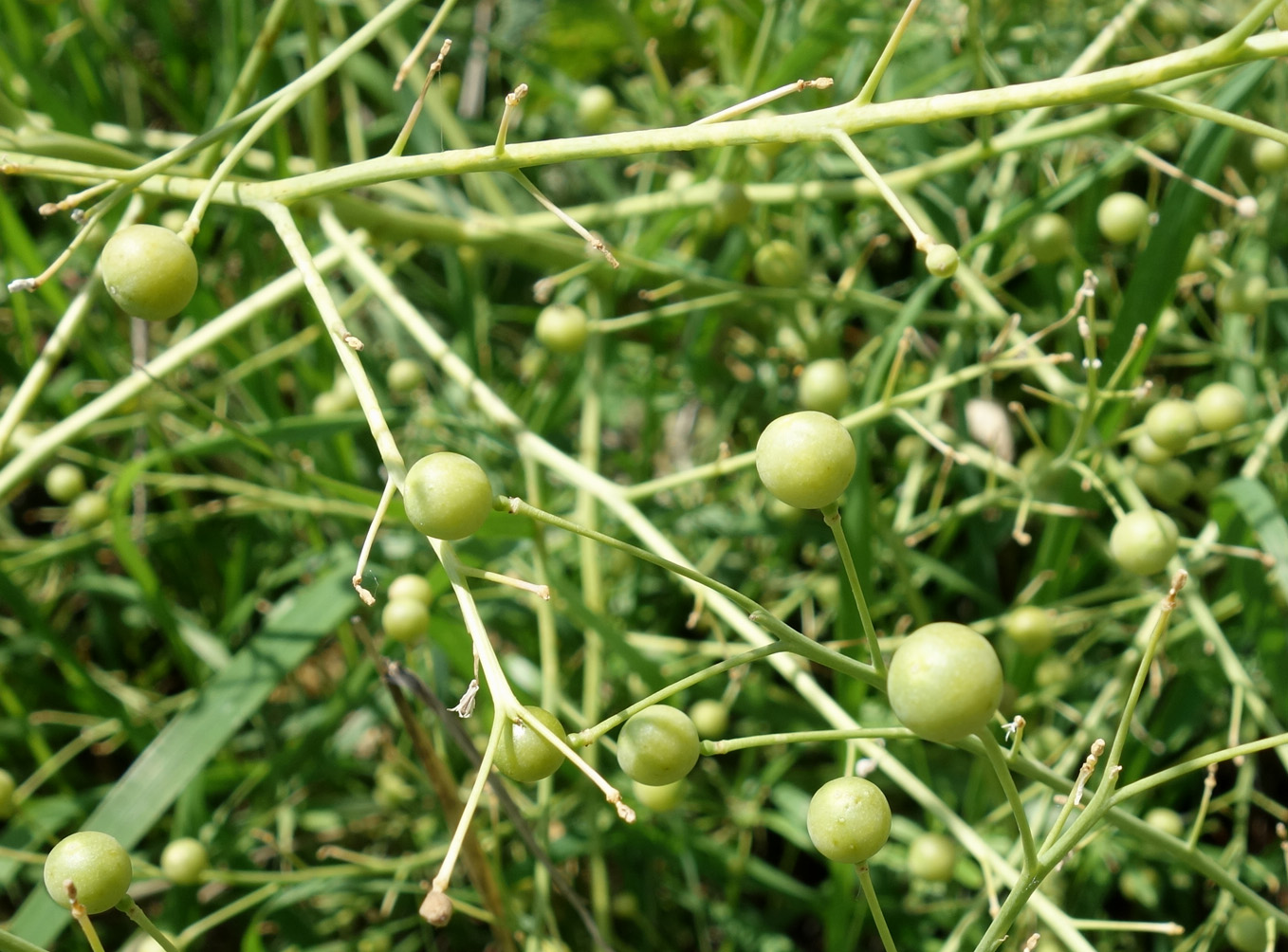 Image of Crambe kotschyana specimen.