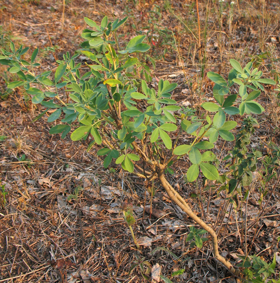 Изображение особи Chamaecytisus ruthenicus.