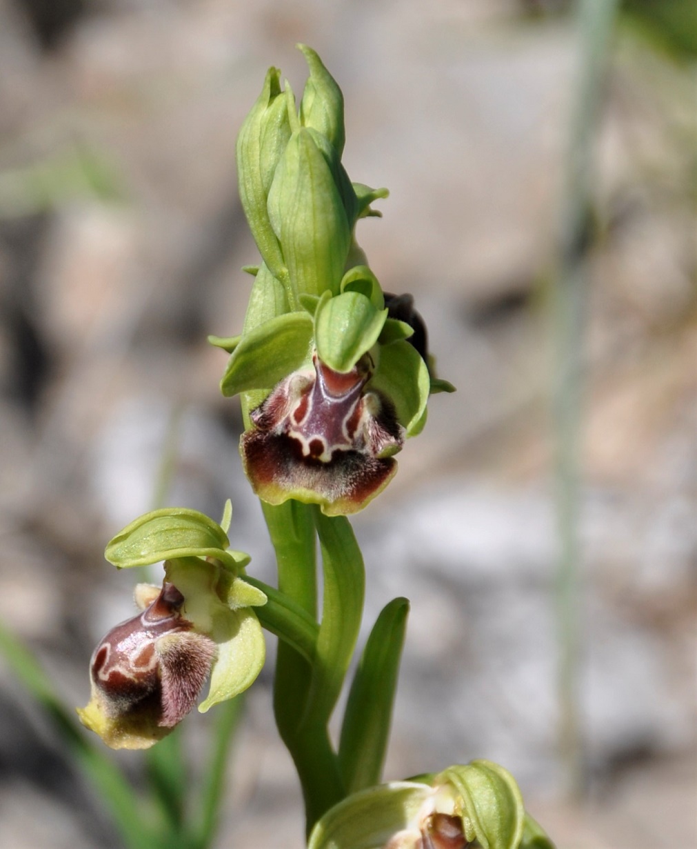 Изображение особи Ophrys flavomarginata.