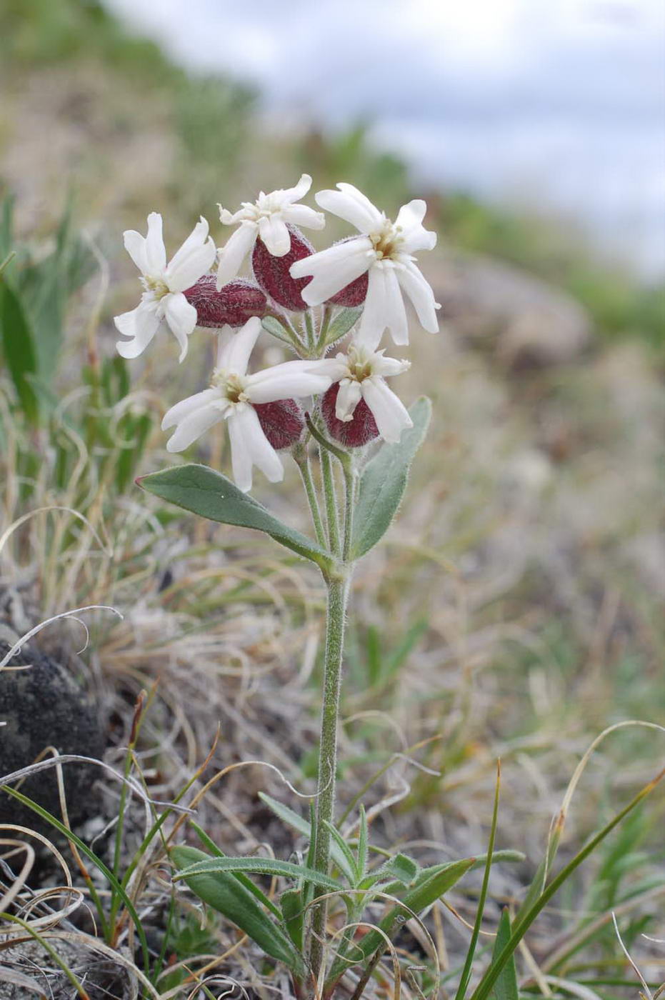 Image of Silene amoena specimen.