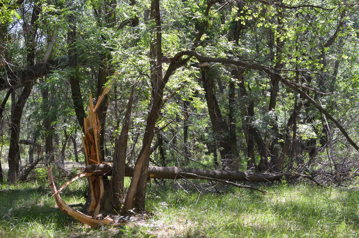 Image of Fraxinus sogdiana specimen.