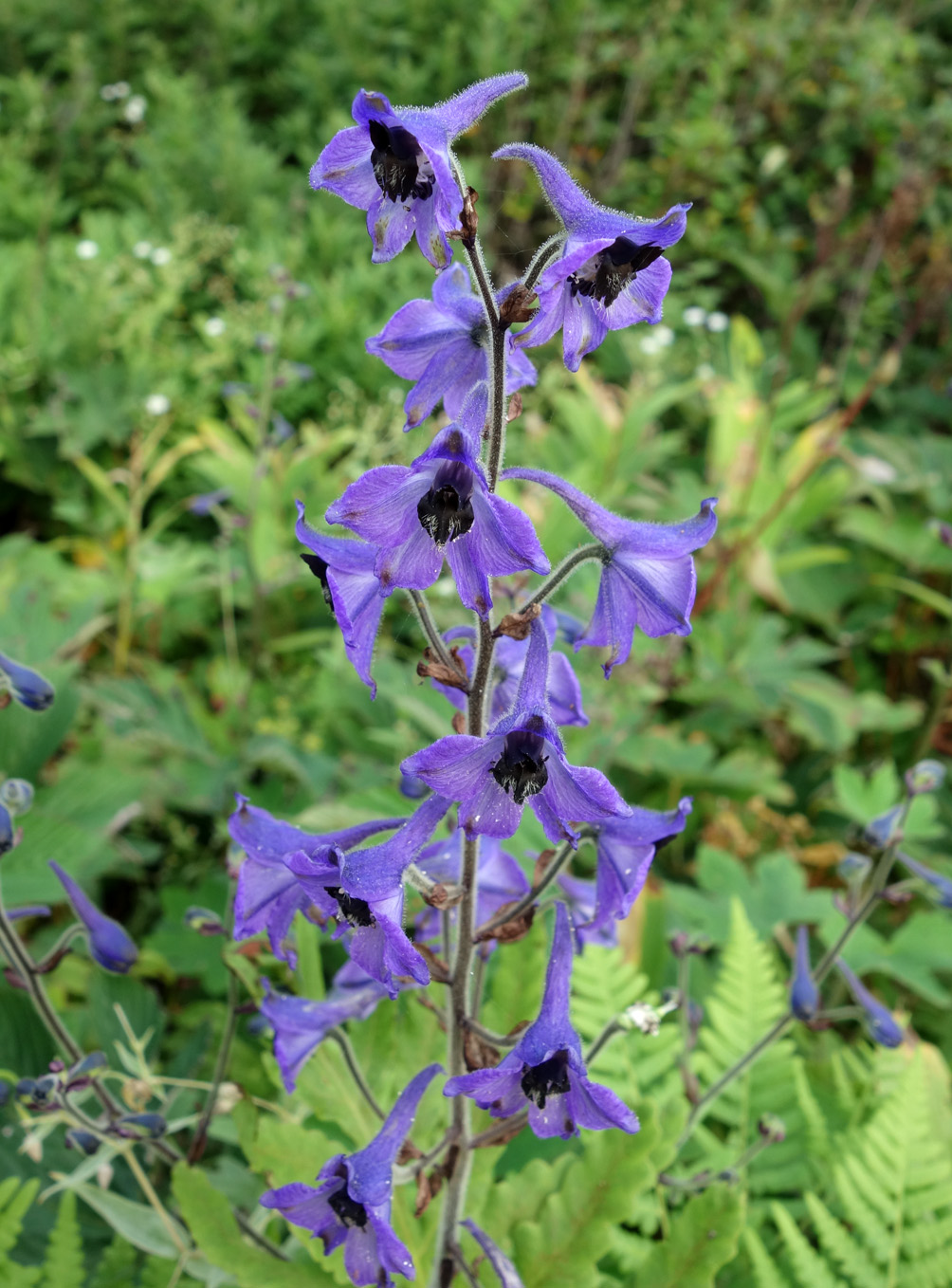 Image of Delphinium maackianum specimen.