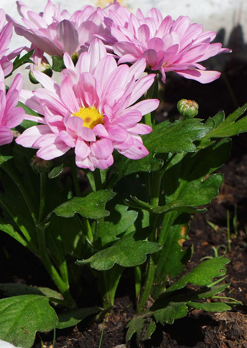 Image of Chrysanthemum indicum specimen.