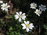 Sanguinaria canadensis