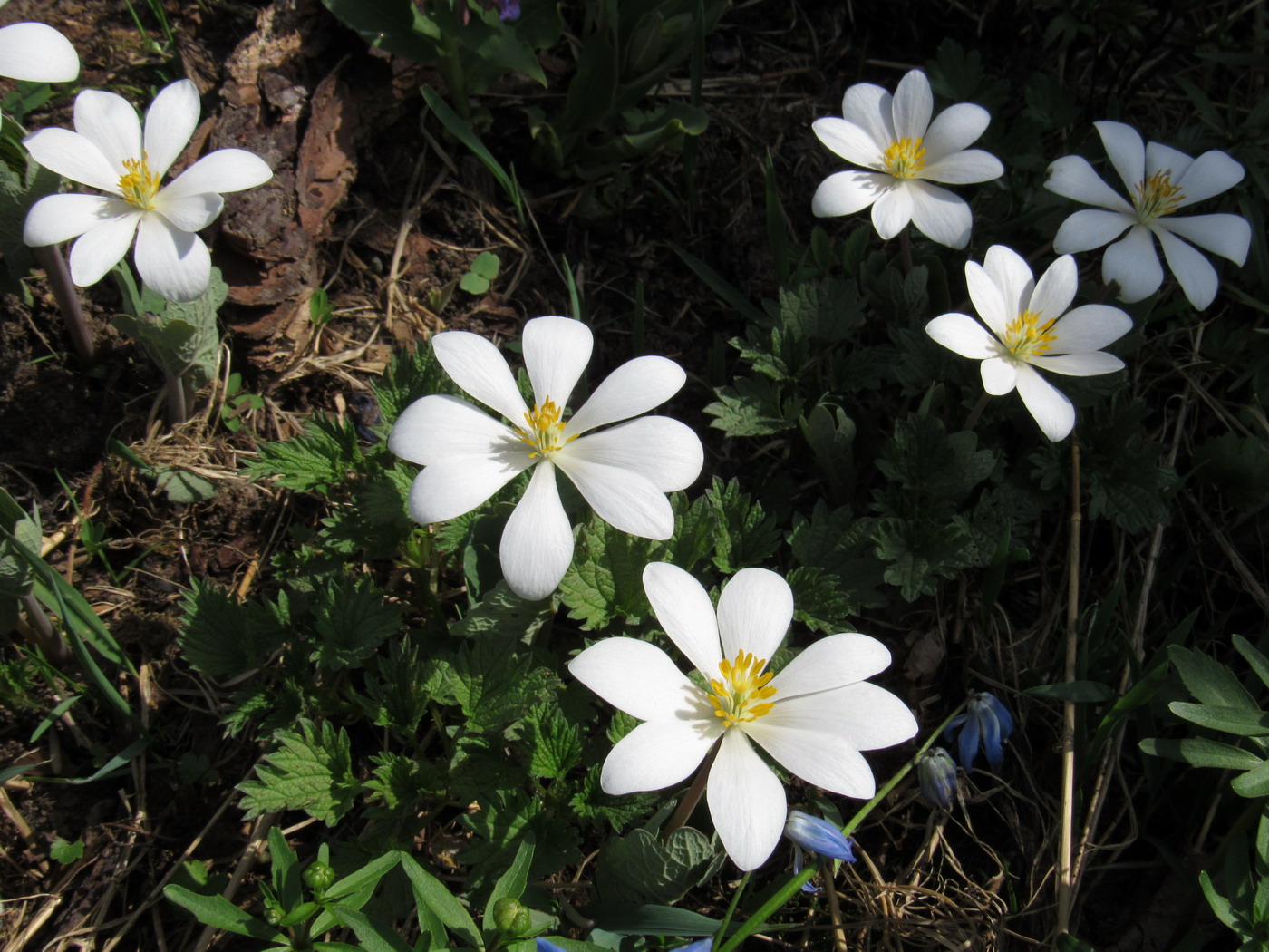 Изображение особи Sanguinaria canadensis.