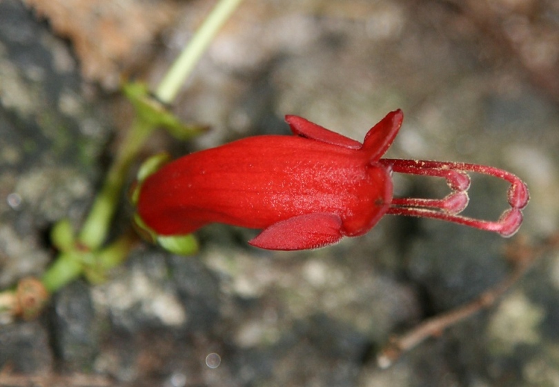 Image of Aeschynanthus moningeriae specimen.