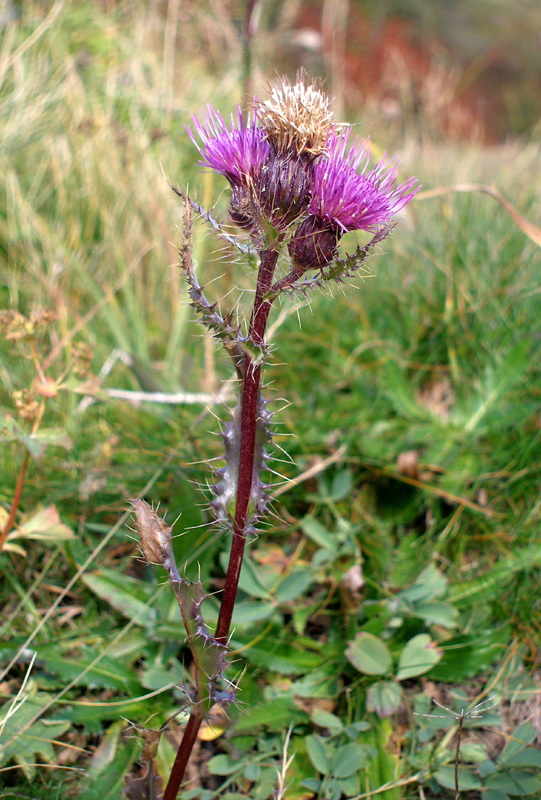 Изображение особи Cirsium simplex.