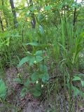 Vincetoxicum albovianum