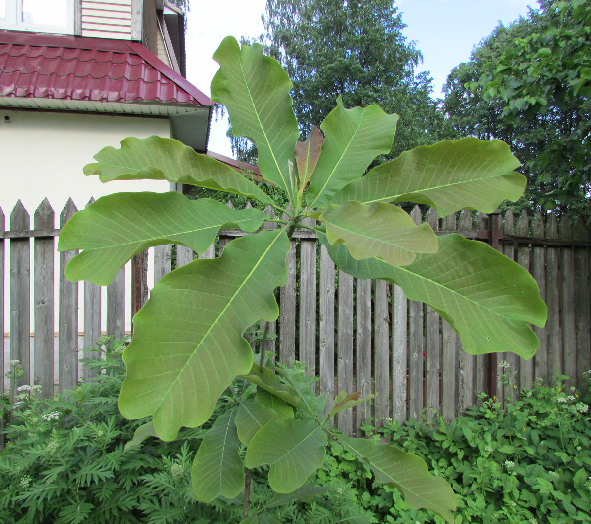 Image of Magnolia officinalis var. biloba specimen.