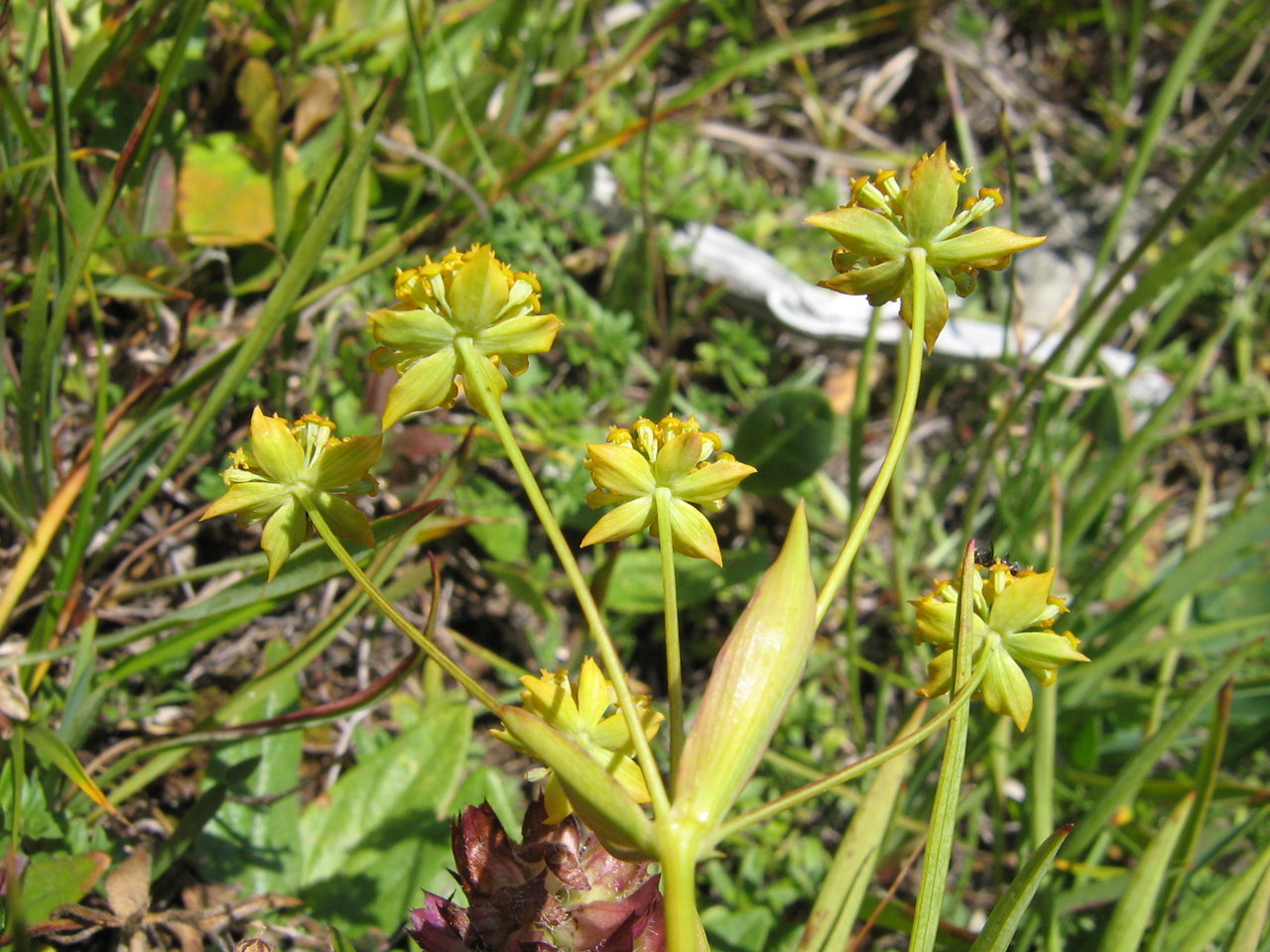 Изображение особи Bupleurum ranunculoides.