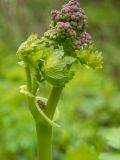 Thalictrum aquilegiifolium