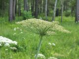 Laserpitium latifolium