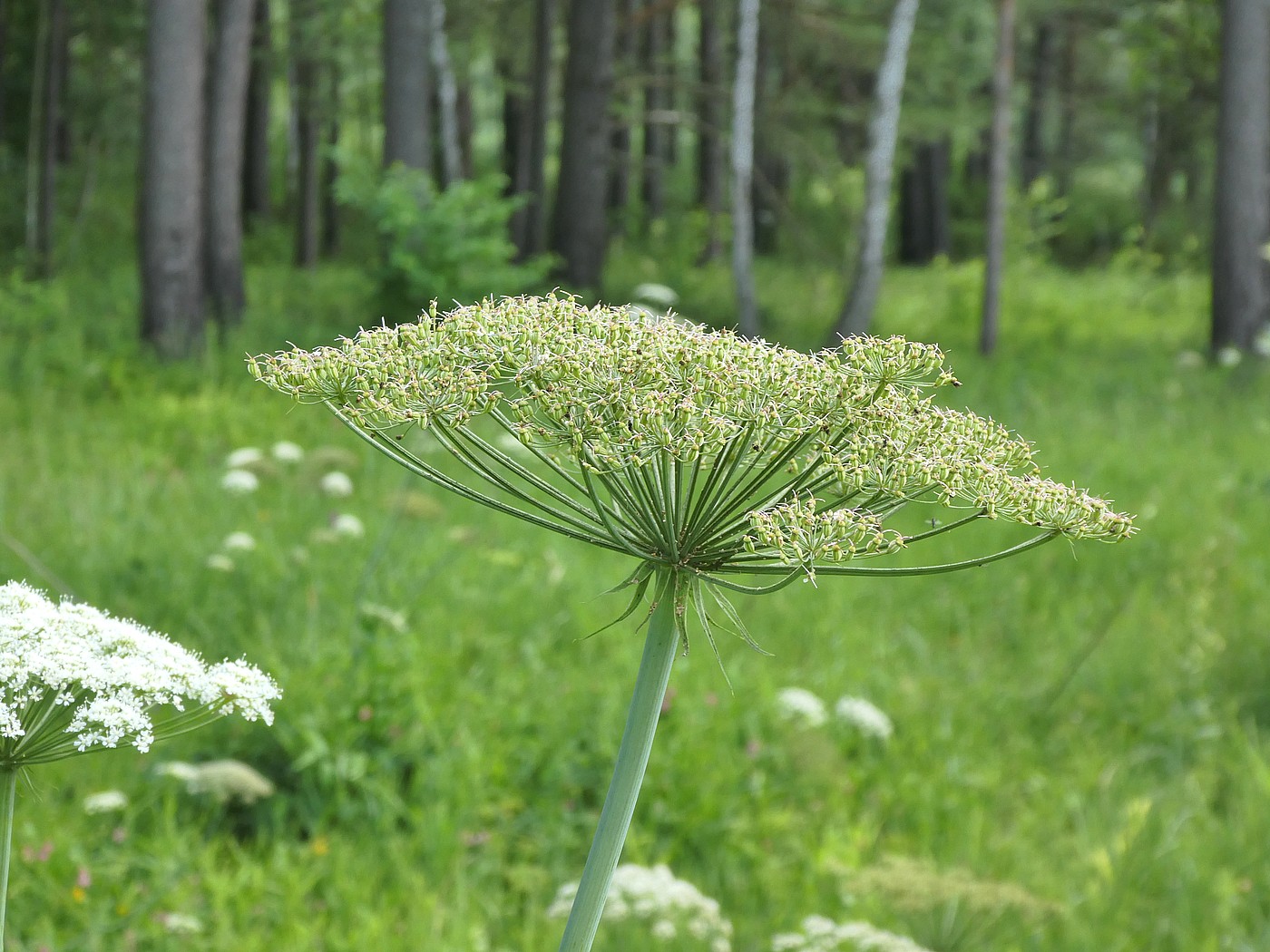 Image of Laserpitium latifolium specimen.