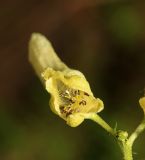 Aconitum puchonroenicum. Цветок. Приморский край, Шкотовский р-н, хр. Большой Воробей, выс. 940 м н.у.м., в папоротниковом пихтово-еловом лесу на северном склоне. 24.07.2020.