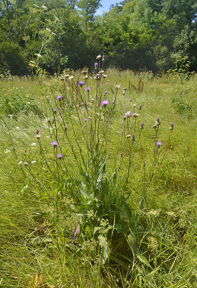 Image of Cirsium canum specimen.