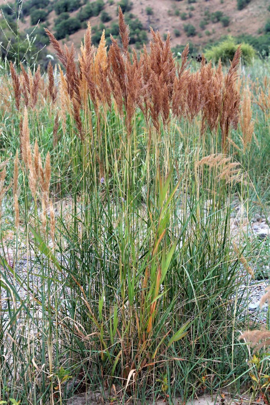 Изображение особи Calamagrostis epigeios.