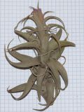 genus Tillandsia. Побег с соцветием. Перу, регион Куско, пос. Ollantaymtambo, археологический комплекс. 11.10.2019.