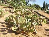 genus Opuntia. Отплодоносившее растение с опавшими плодами. Испания, Каталония, провинция Girona, Costa Brava, Blanes, ботанический сад \"Pinya de Rosa\". 27 октября 2008 г.