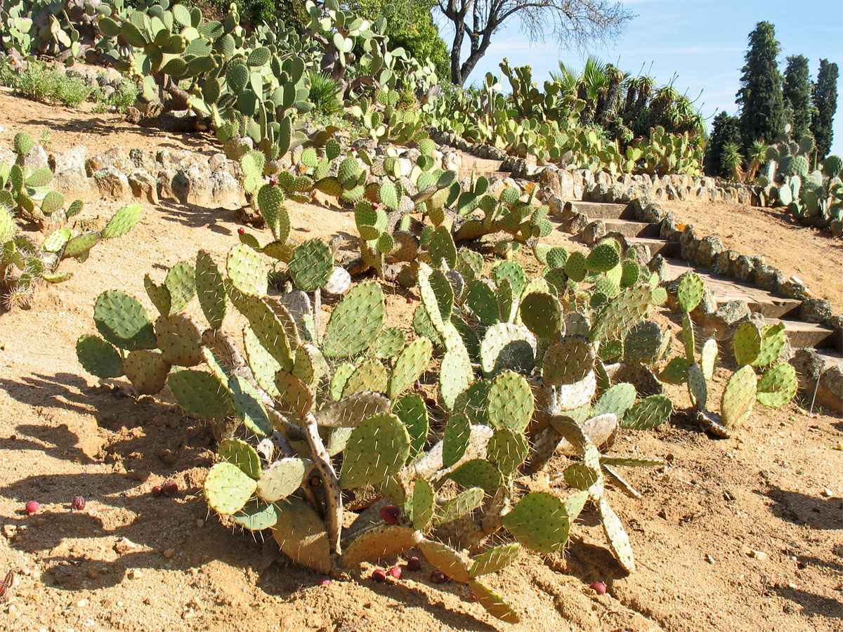 Изображение особи род Opuntia.