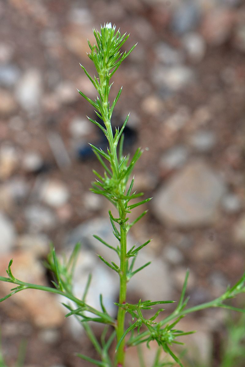 Изображение особи Salsola collina.