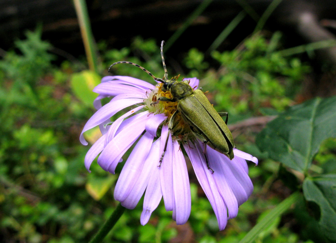 Изображение особи Aster alpinus.