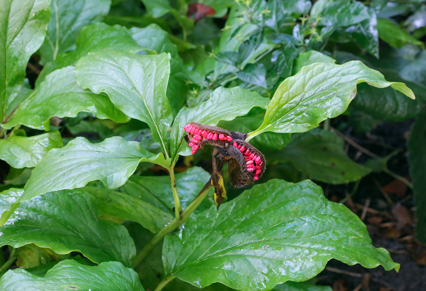 Image of genus Paeonia specimen.