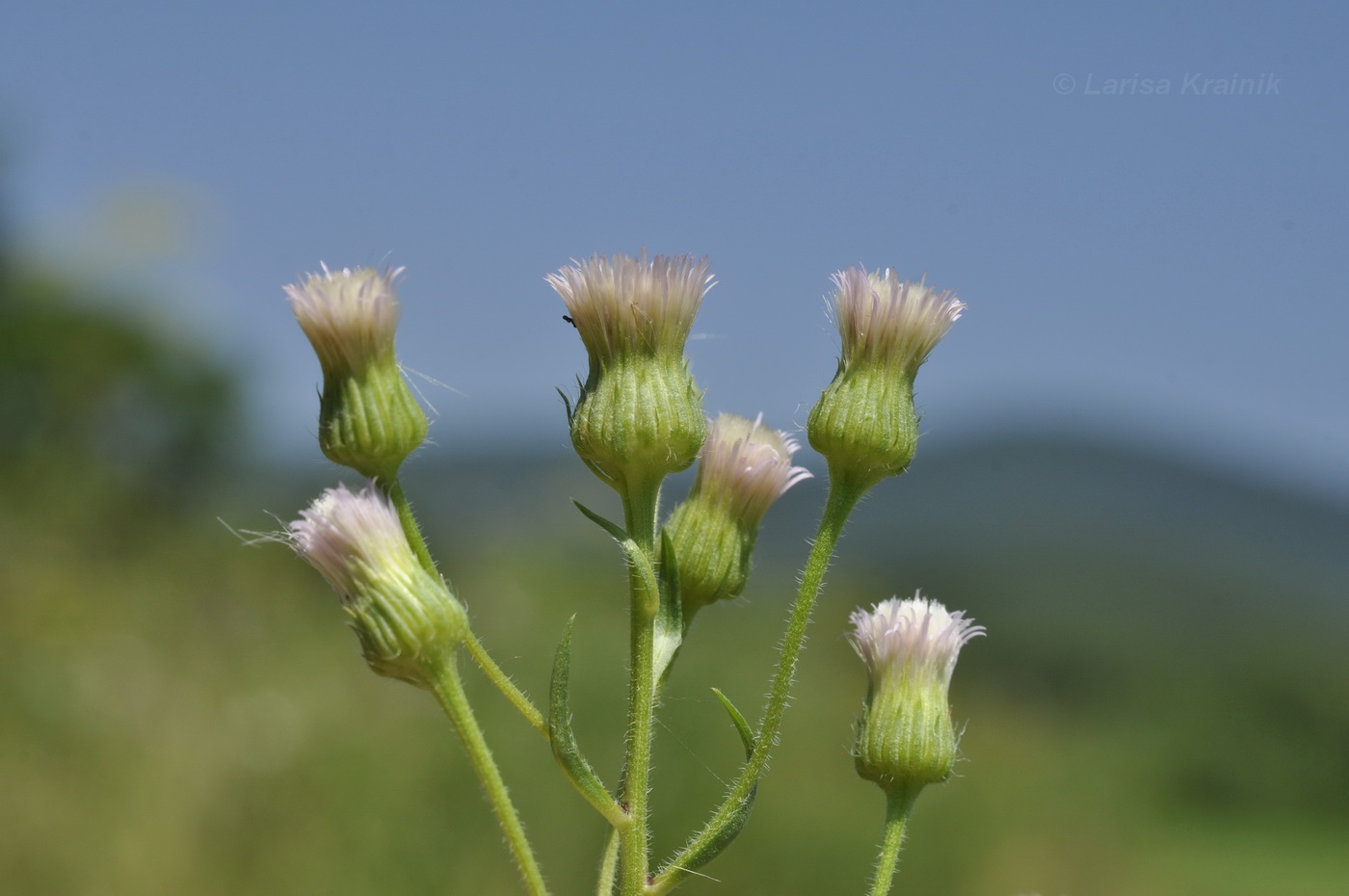 Изображение особи род Erigeron.