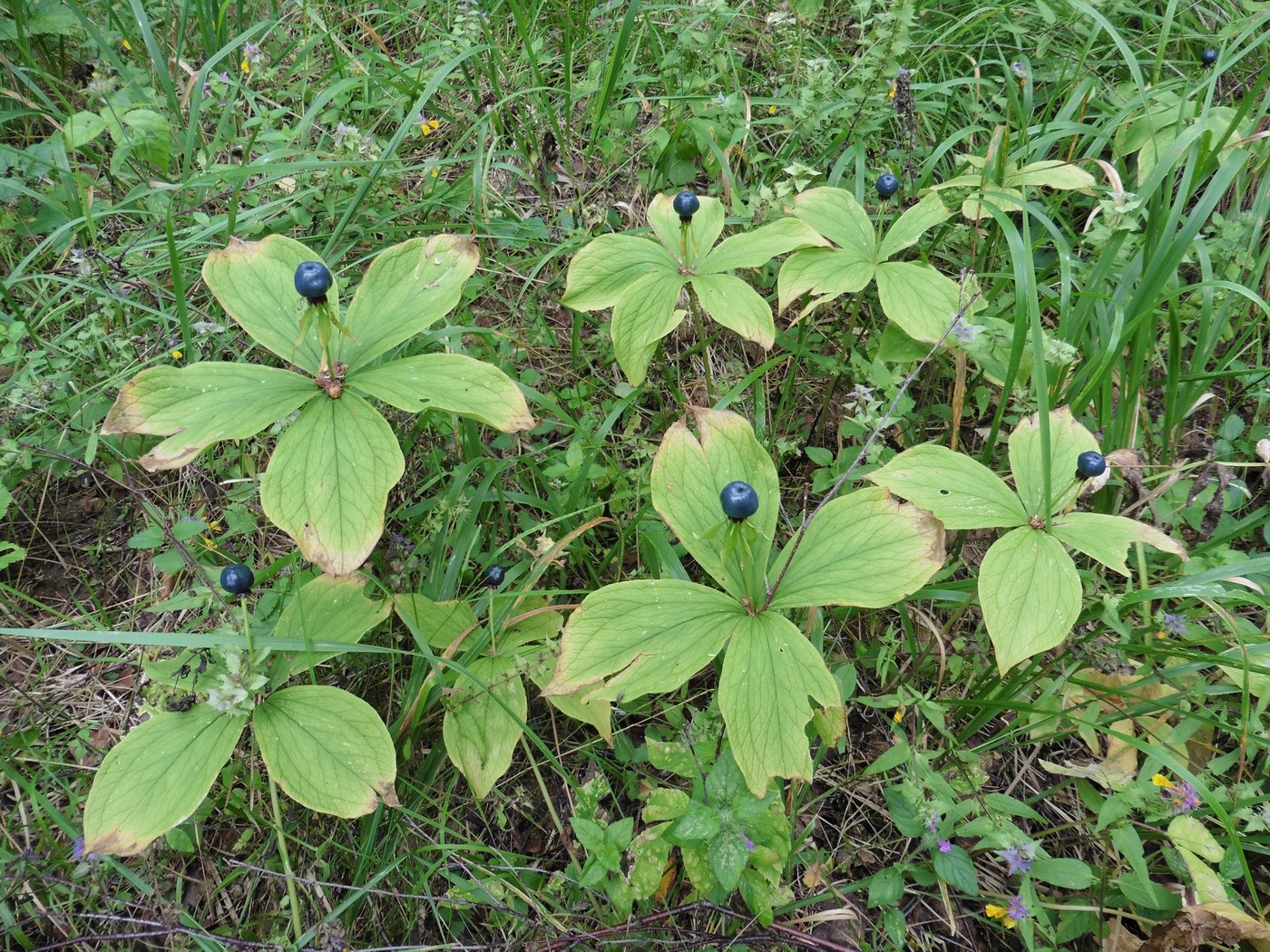 Изображение особи Paris quadrifolia.