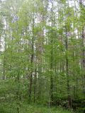 Tilia cordata. Вегетирующие растения. Тверская обл., Весьегонский р-н, ур. Пьяная поляна, сосновый лес. 4 июня 2020 г.