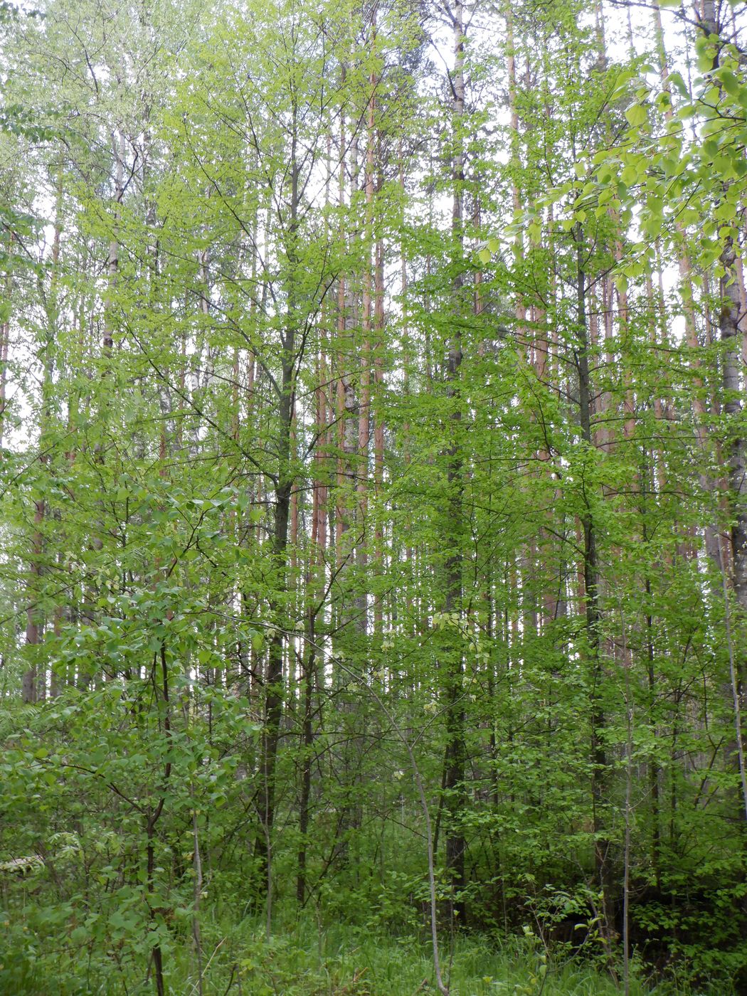 Image of Tilia cordata specimen.