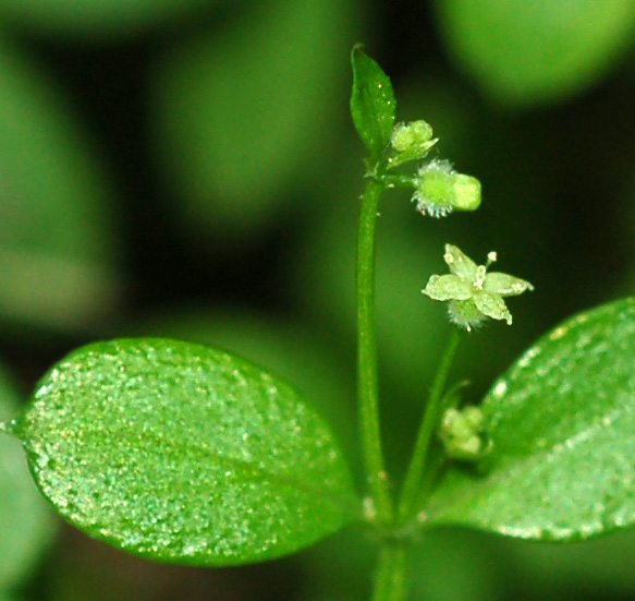 Image of Galium pseudoasprellum specimen.