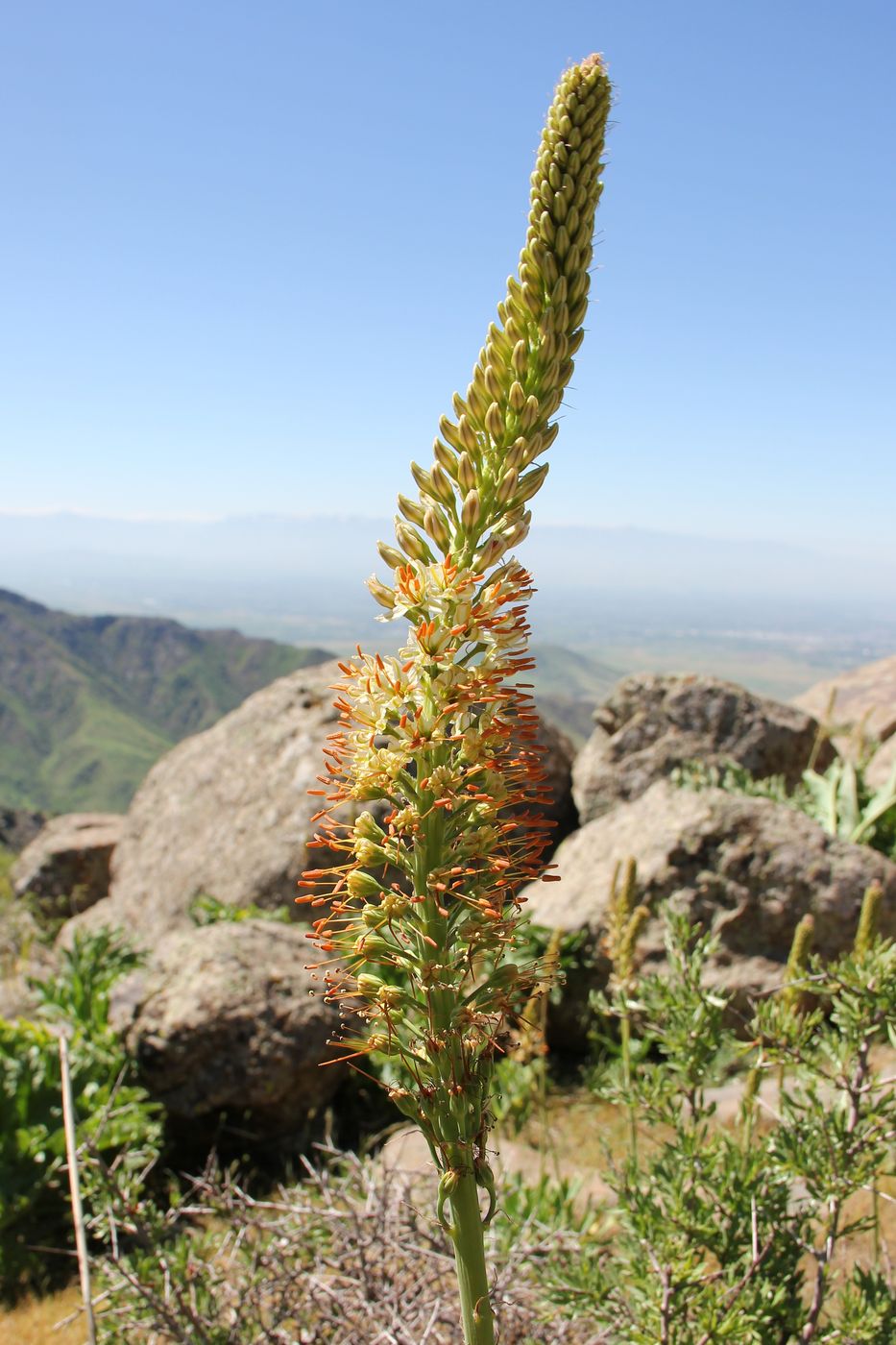 Image of Eremurus hissaricus specimen.