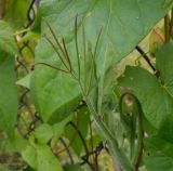 Lathyrus odoratus