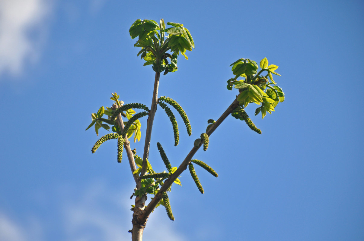 Image of Juglans mandshurica specimen.