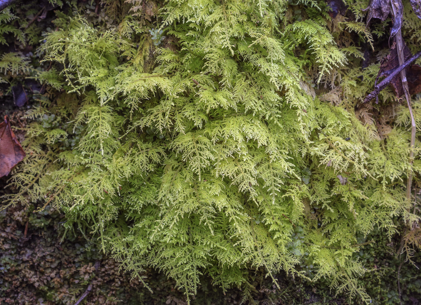 Изображение особи Hylocomium splendens.