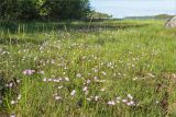 Primula finmarchica. Аспект цветущих растений. Карелия, Лоухский р-н, окр. пос. Чкаловский, берег Белого моря, сырой приморский луг. 11.06.2020.