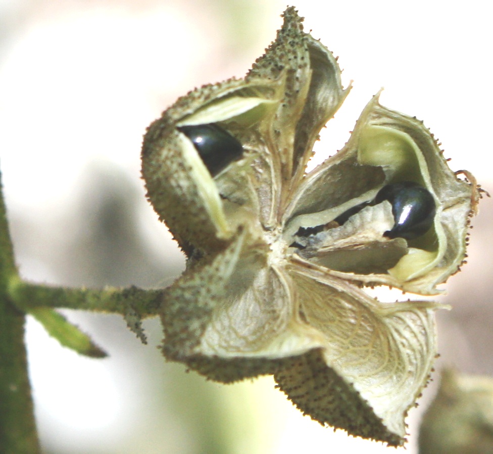 Изображение особи Dictamnus gymnostylis.