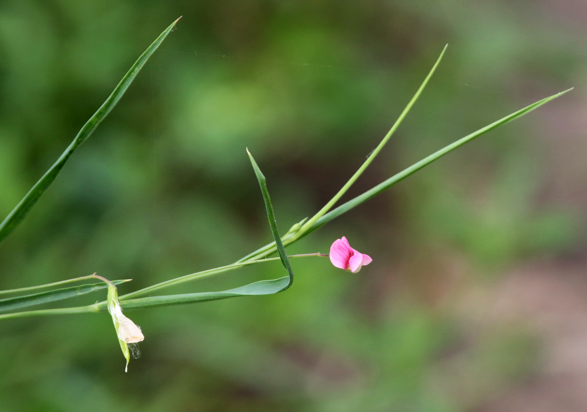 Изображение особи Lathyrus nissolia.