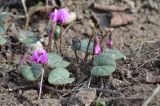 Cyclamen coum