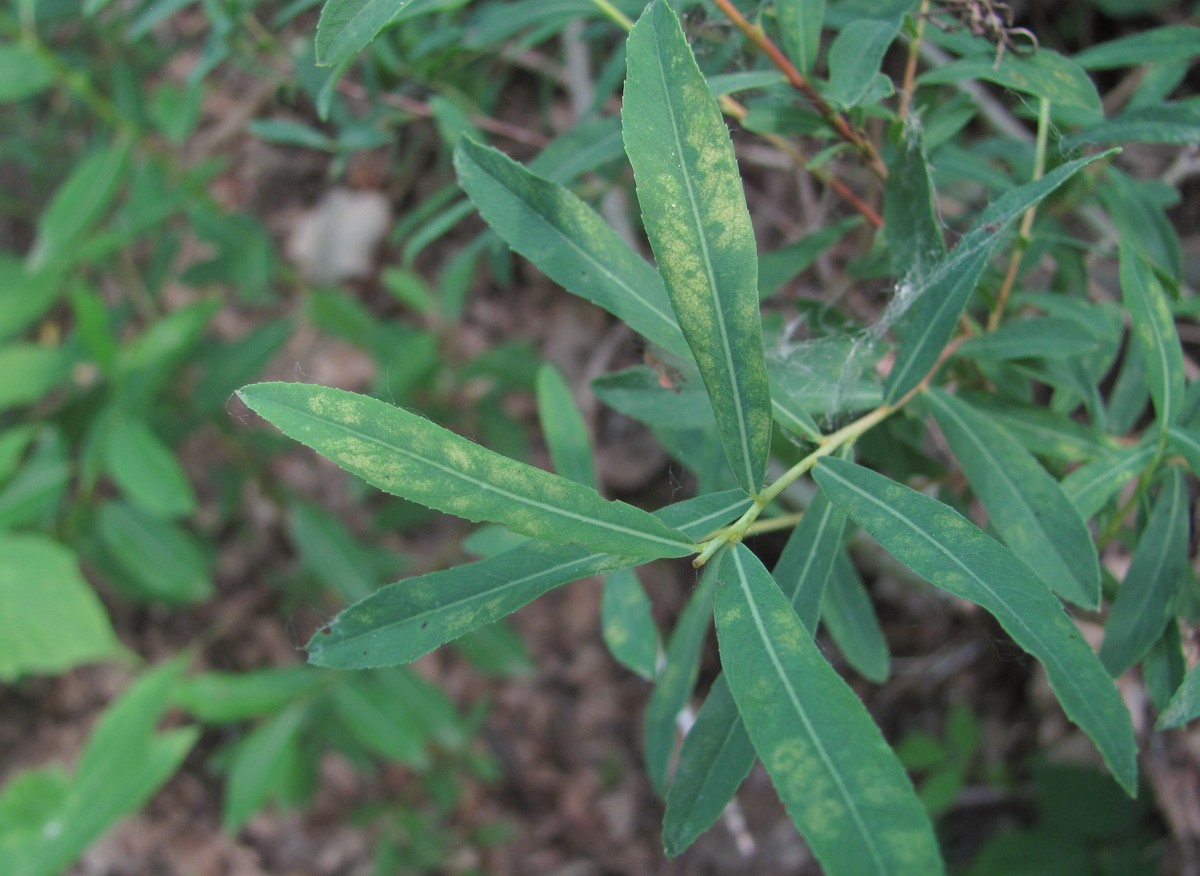 Image of Salix elbursensis specimen.