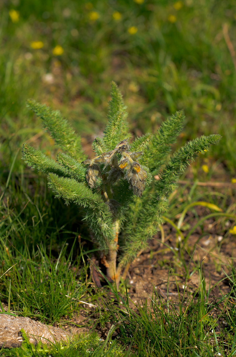 Image of Biebersteinia multifida specimen.