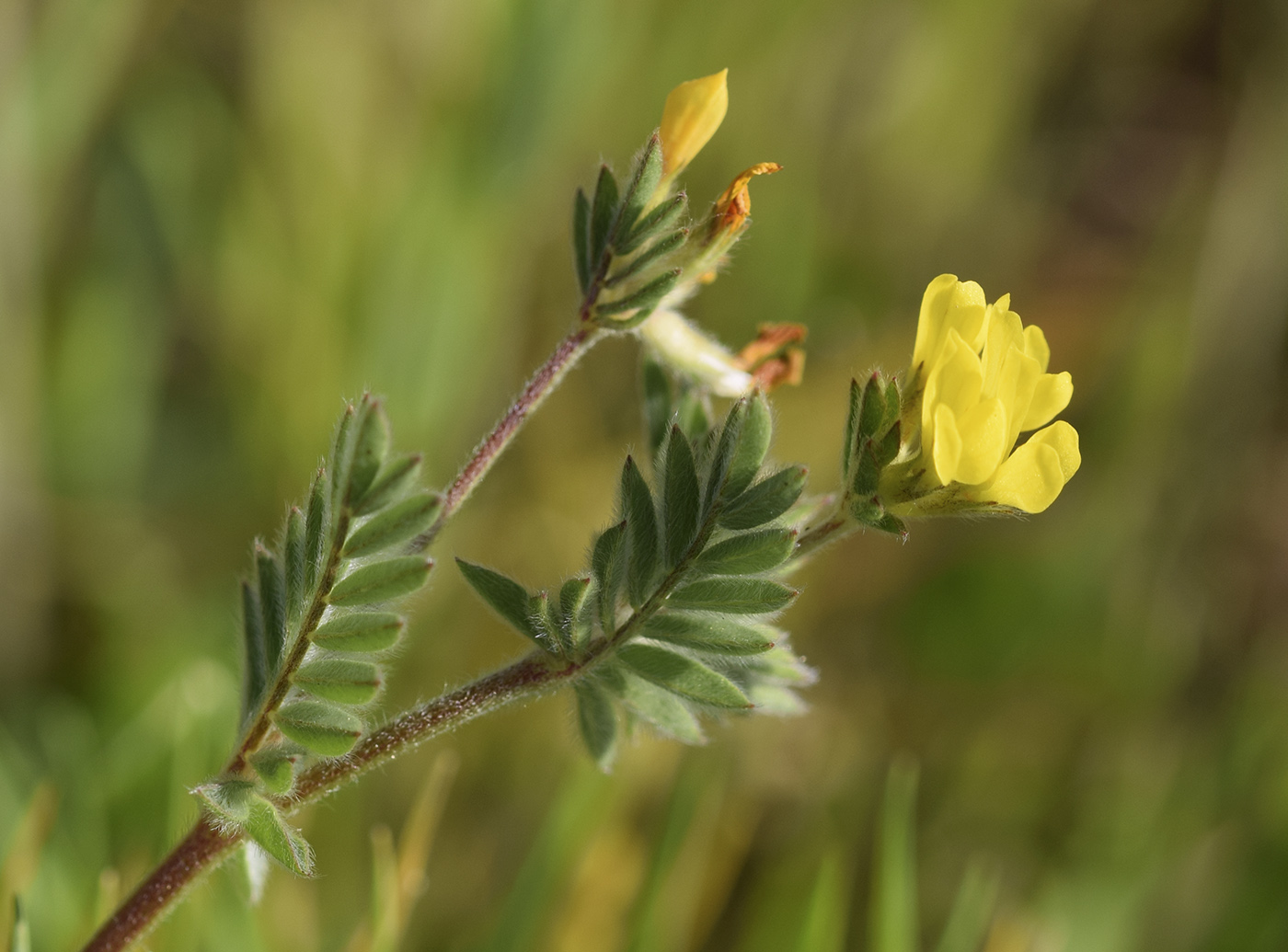 Изображение особи Ornithopus compressus.