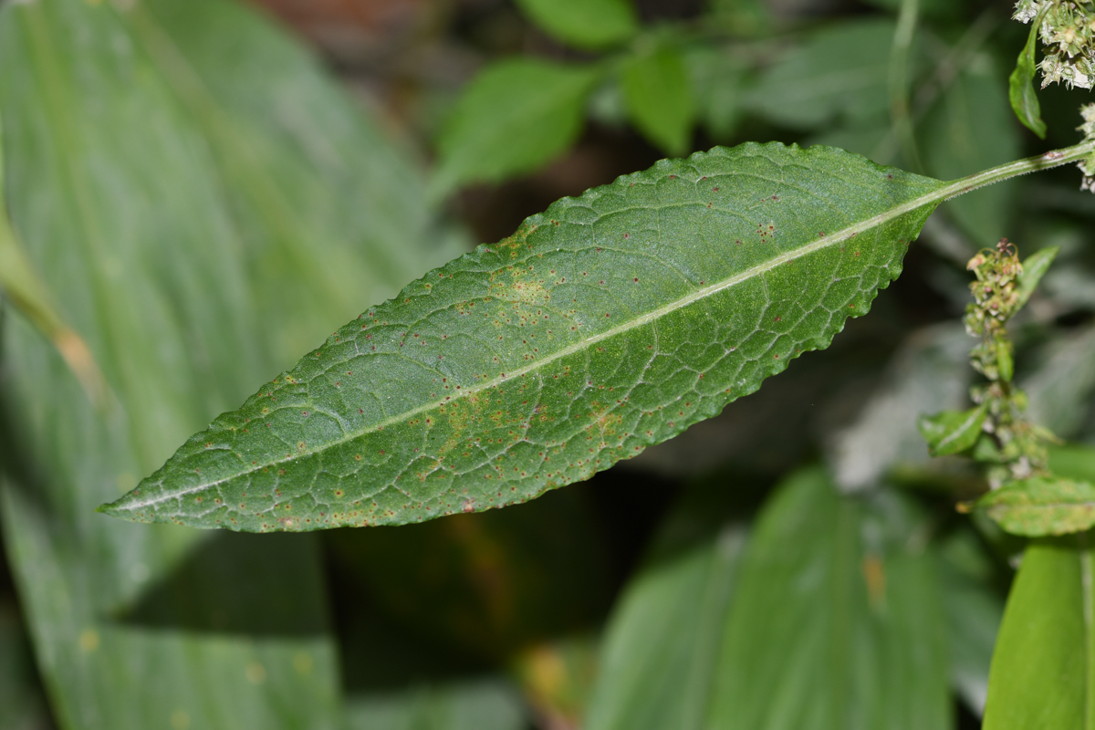 Image of Rumex obtusifolius specimen.