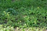 Primula veris