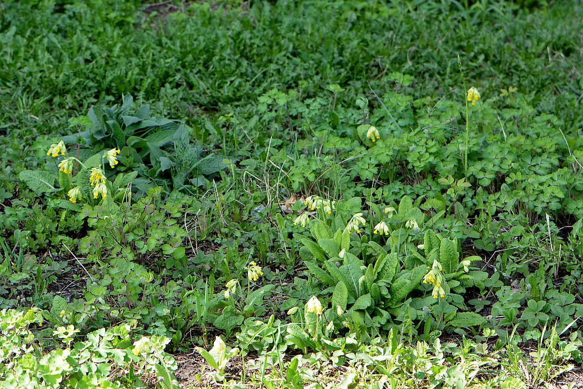 Изображение особи Primula veris.