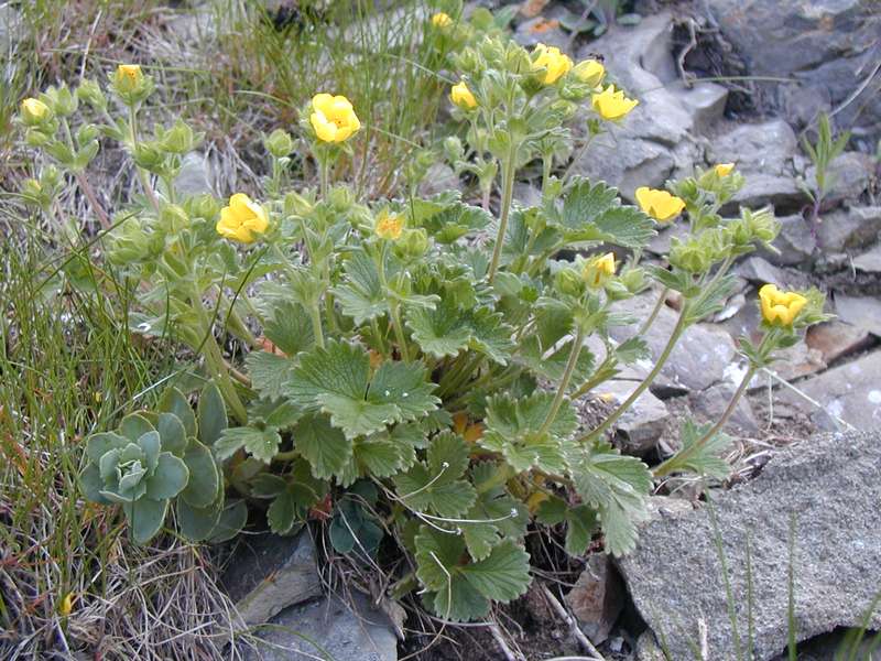 Изображение особи Potentilla megalantha.