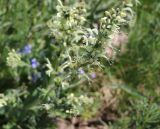 Salvia armeniaca