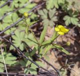 Ranunculus auricomus. Верхушка цветущего растения. Пермский край, Лысьвенский р-н, р. Чусовая, низовья р. Серебряная, большая поляна в рассеянном березовом лесу. 03.05.2021.