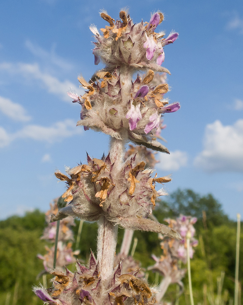 Изображение особи Stachys cretica.